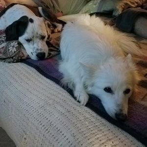 Meet your Posher, Steven